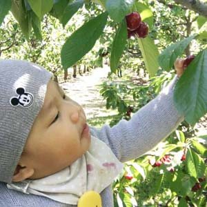 baby picking cherries