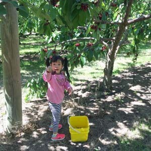 girl picking cherries