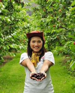lady stood at cheeki cherries orchard hold a handful of fruit in her hands.