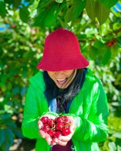 lady cuping a handful or export grade cherries