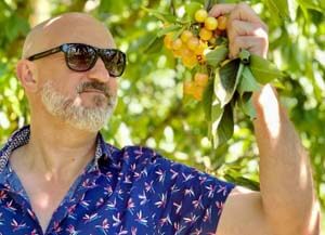 man looking at white cherries on the tree