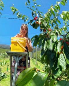 lady on ladder picking cherries
