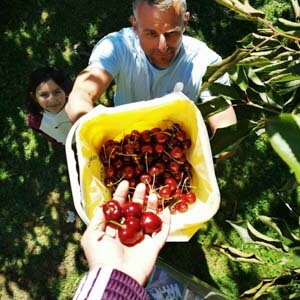 family picking cherries together having fun at pick your own cheeki cherries picking export grade cherries