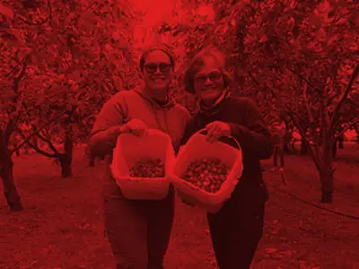 two happy ladies picking cherries at our central otago orchard