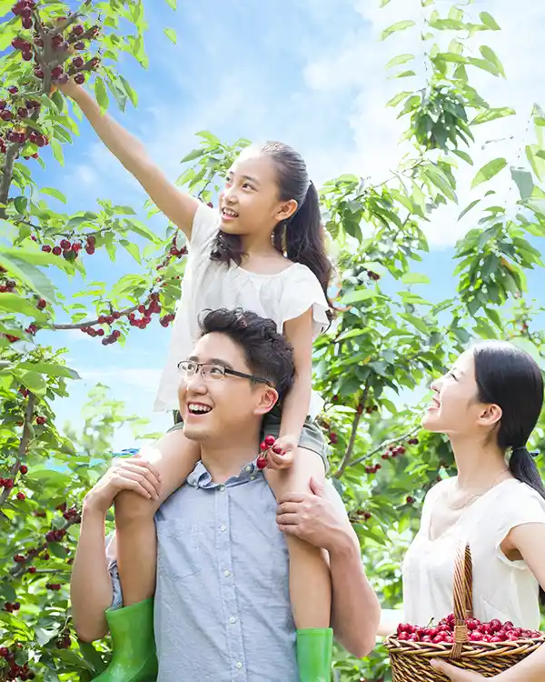 young family picking fruit at cheeki cherries